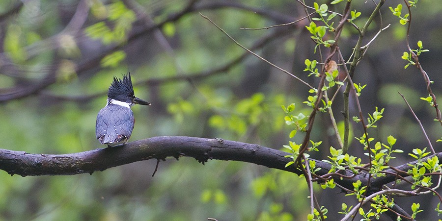 Belted Kingfisher - ML255608571