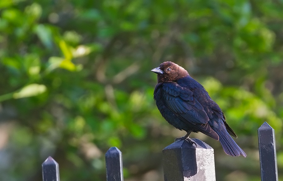 Brown-headed Cowbird - ML255608641