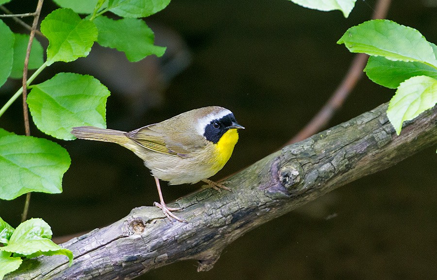 Common Yellowthroat - ML255608791