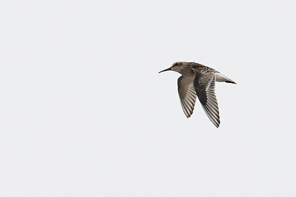 Broad-billed Sandpiper - ML255609361