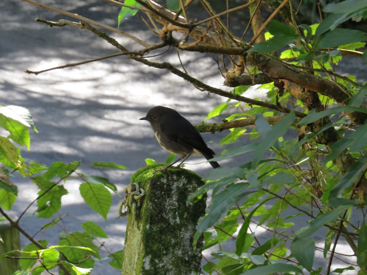 South Island Robin - ML255609381