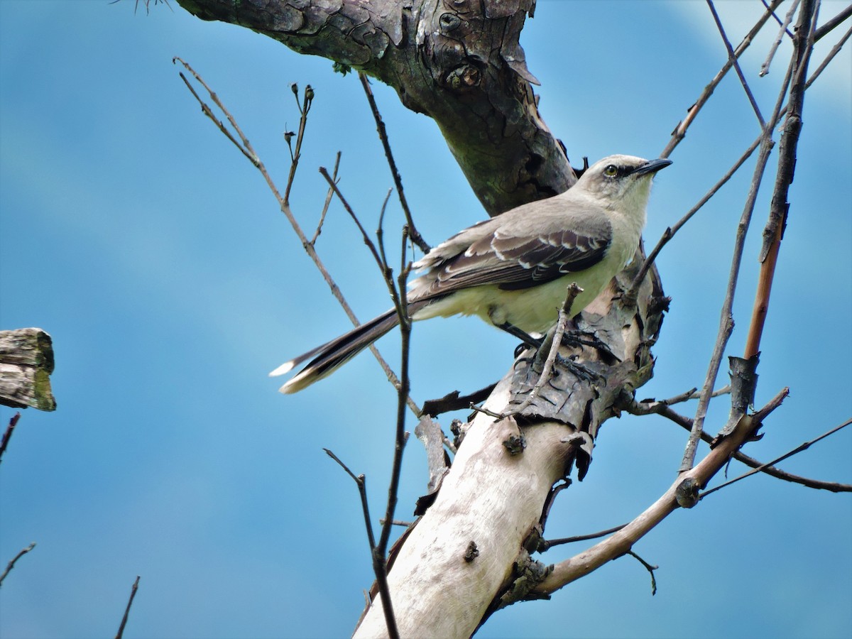 Tropical Mockingbird - ML255609961