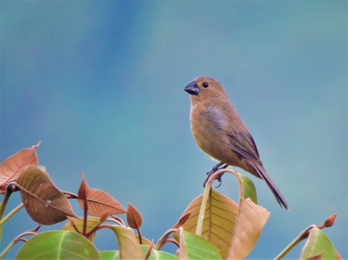 Thick-billed Seed-Finch - ML255610021