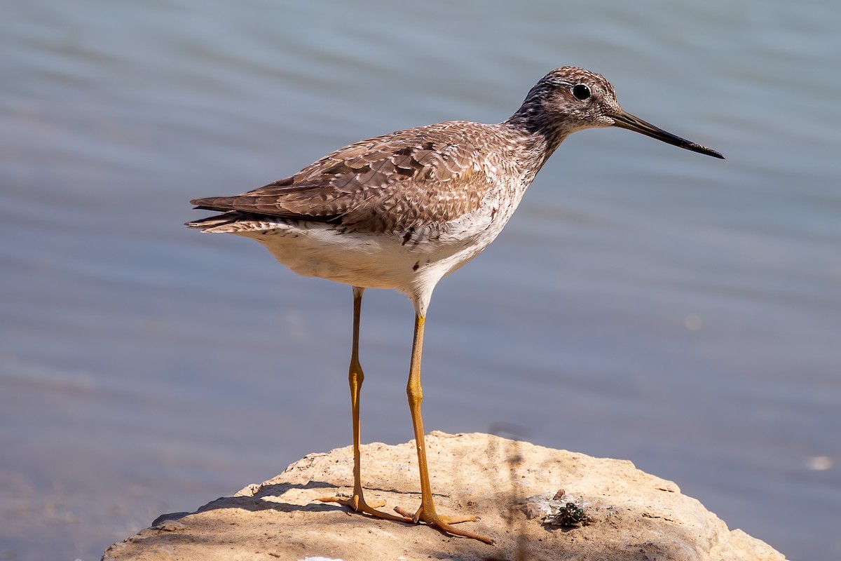 plystresnipe - ML255610851