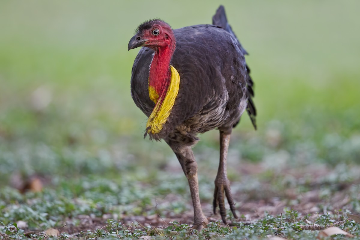 Australian Brushturkey - ML255612141