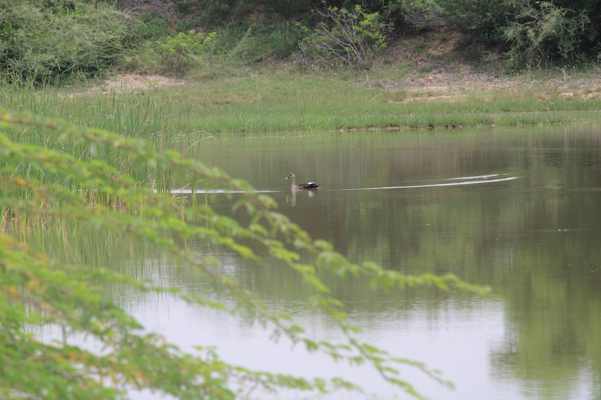 Indian Spot-billed Duck - ML255613411