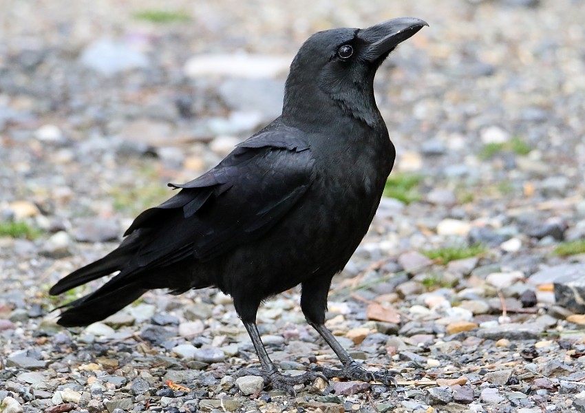 Large-billed Crow (Large-billed) - Pavel Parkhaev