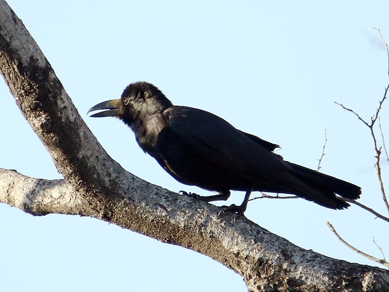 Large-billed Crow (Indian Jungle) - Pavel Parkhaev