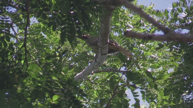 Декол кубинський - ML255614221