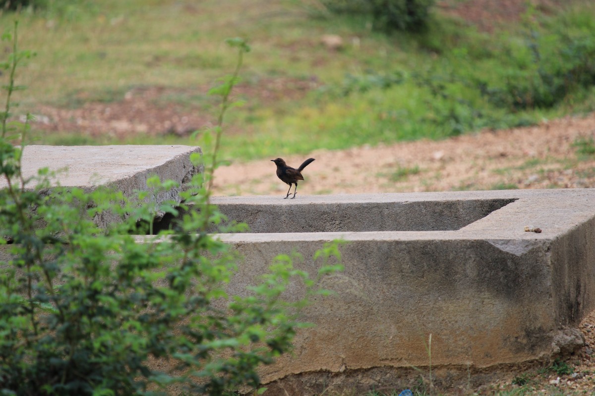 Indian Robin - ML255614351