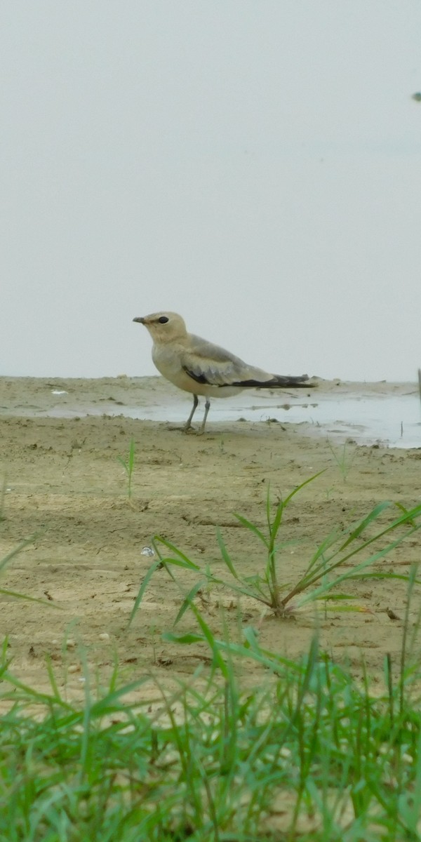 Small Pratincole - ML255614471