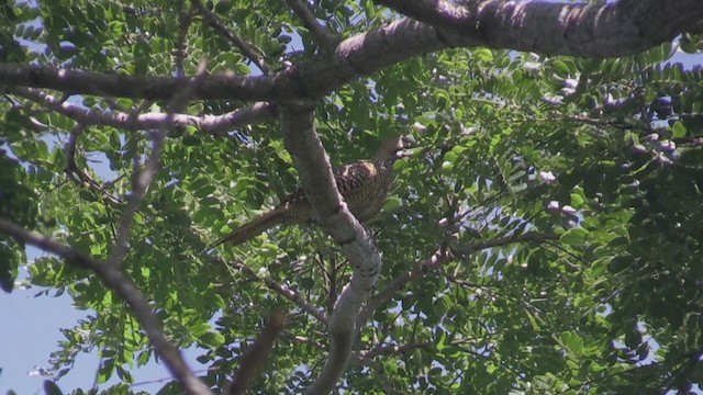 Декол кубинський - ML255614501