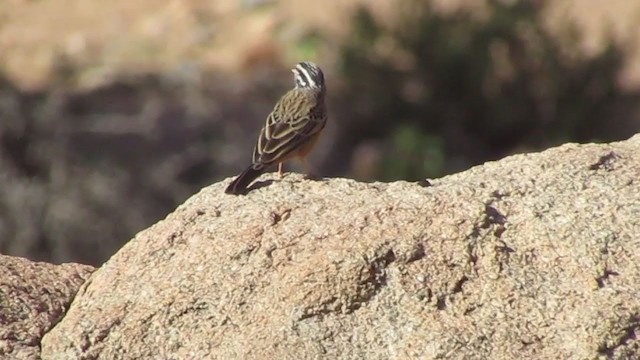 גיבתון קינמון - ML255614671