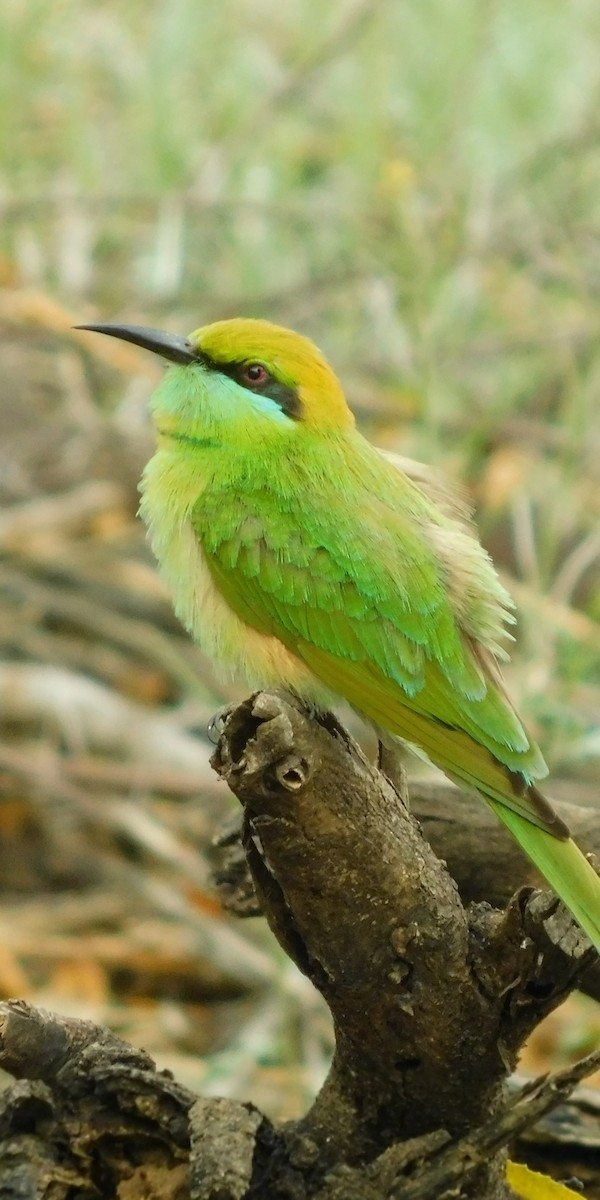 Asian Green Bee-eater - ML255615161