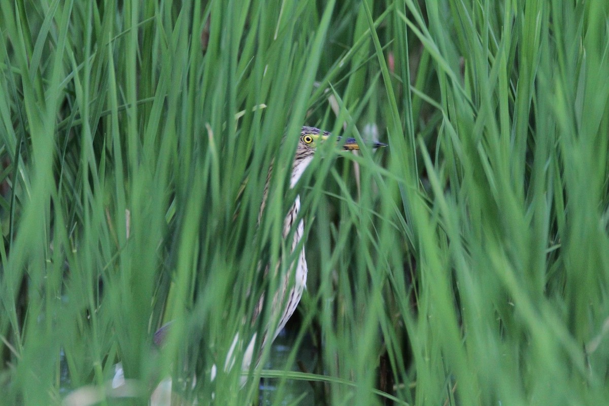 Chinese Pond-Heron - ML255615971