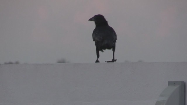 Cuban Crow - ML255616171