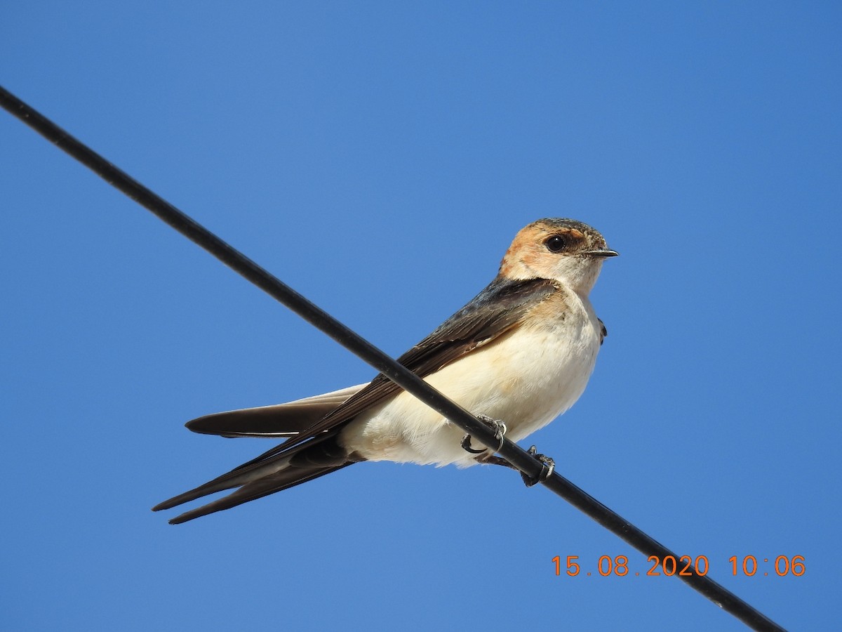 Red-rumped Swallow - ML255616731