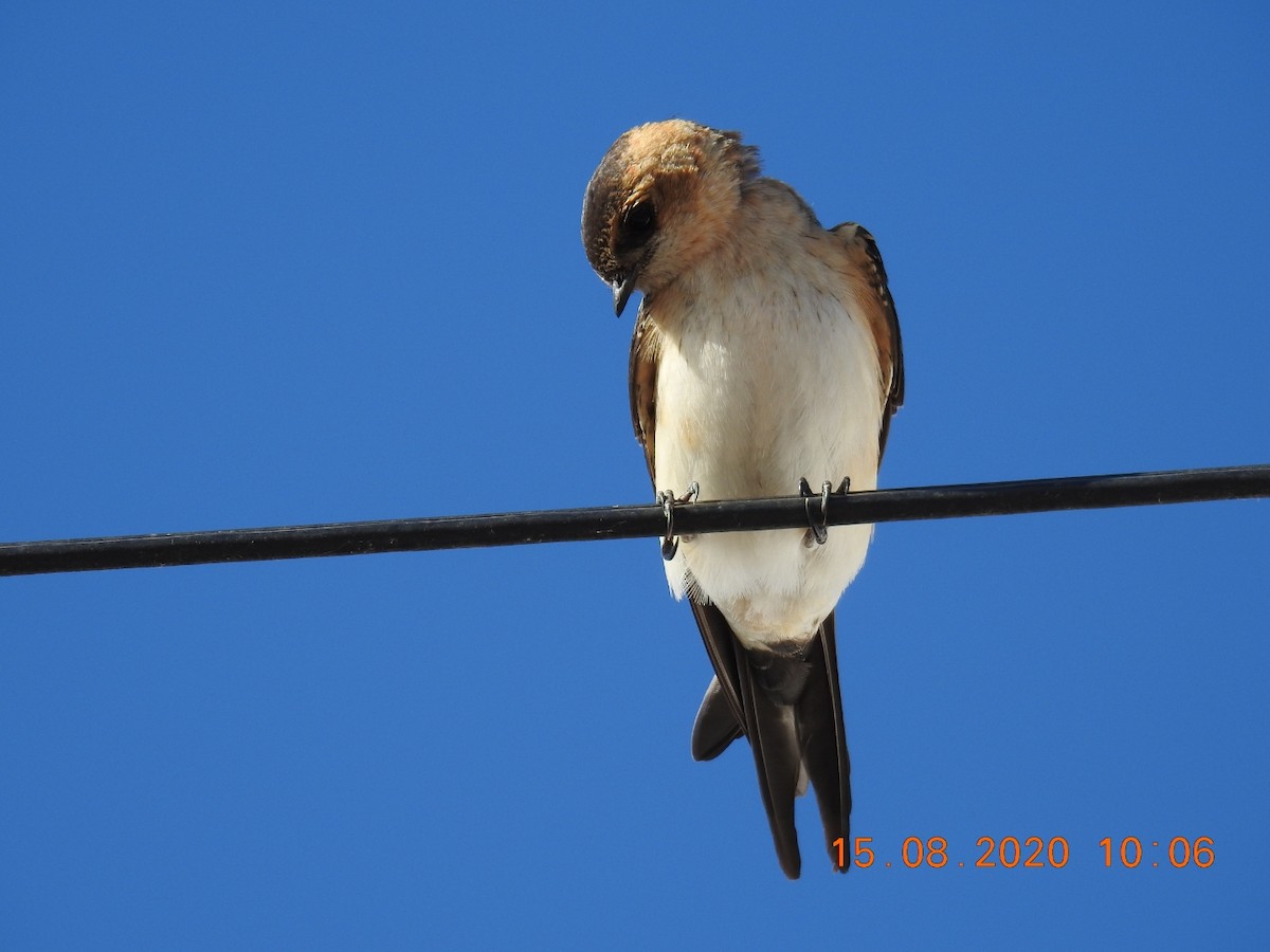 Red-rumped Swallow - ML255616741