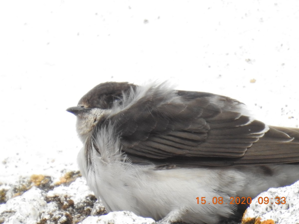 Western House-Martin - ML255616761