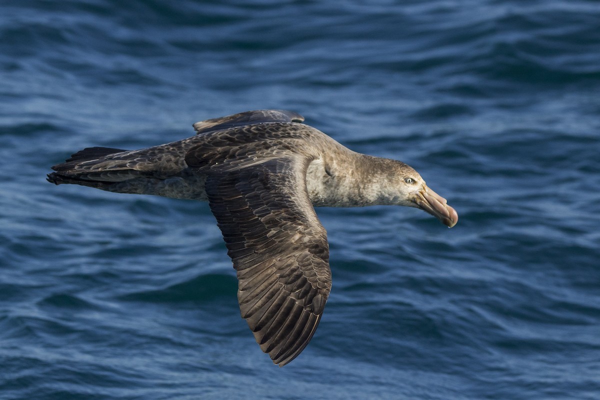 Northern Giant-Petrel - ML255621231