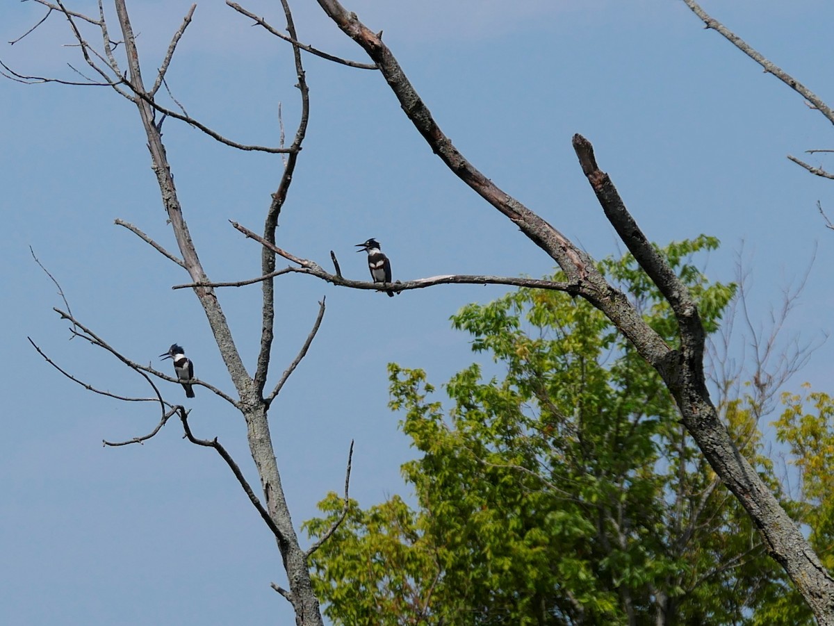 Belted Kingfisher - Chris Pierce