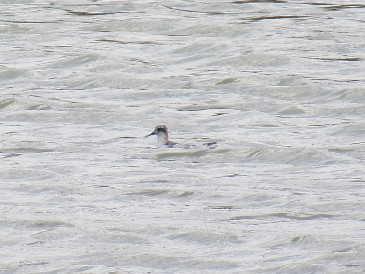 Red-necked Phalarope - ML255625891