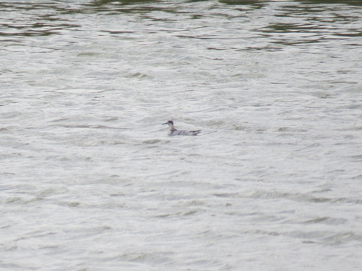 Red-necked Phalarope - ML255625921