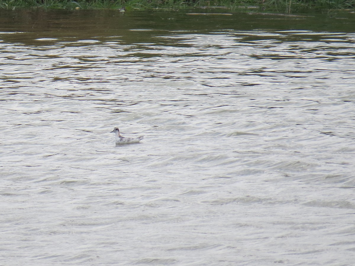 Phalarope à bec étroit - ML255625931