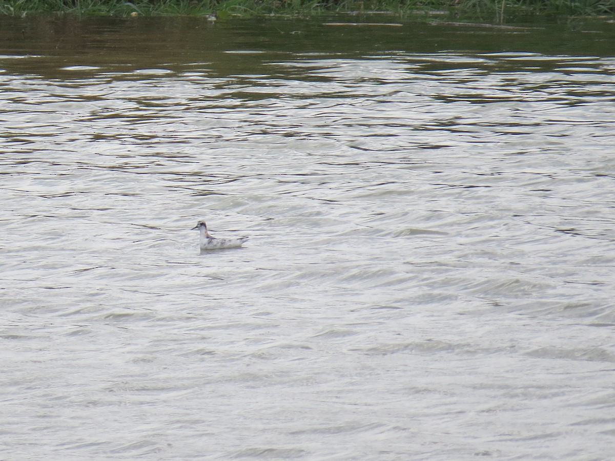 Red-necked Phalarope - ML255625931