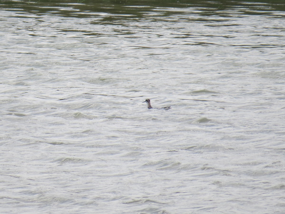 Phalarope à bec étroit - ML255625941