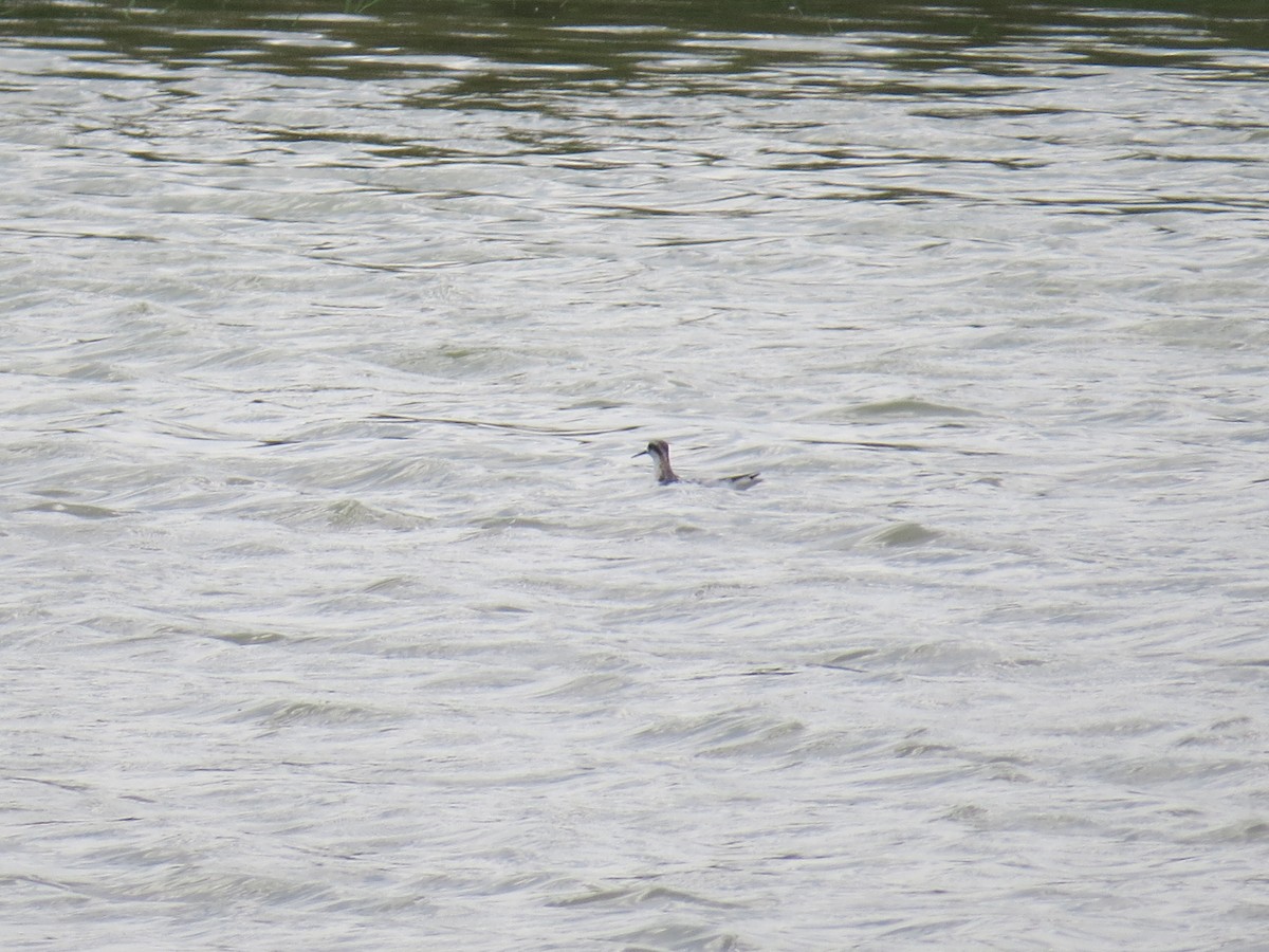 Red-necked Phalarope - ML255625941