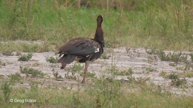 Шпорокрил (підвид niger) - ML255627061