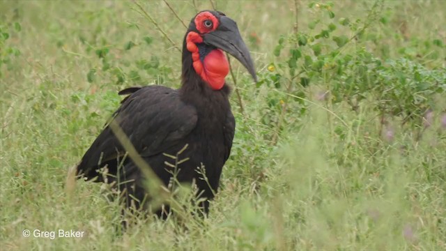 Southern Ground-Hornbill - ML255627211