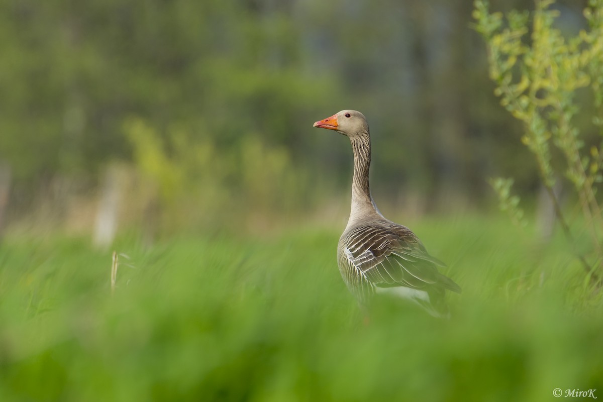 Graylag Goose - Mirosław Król