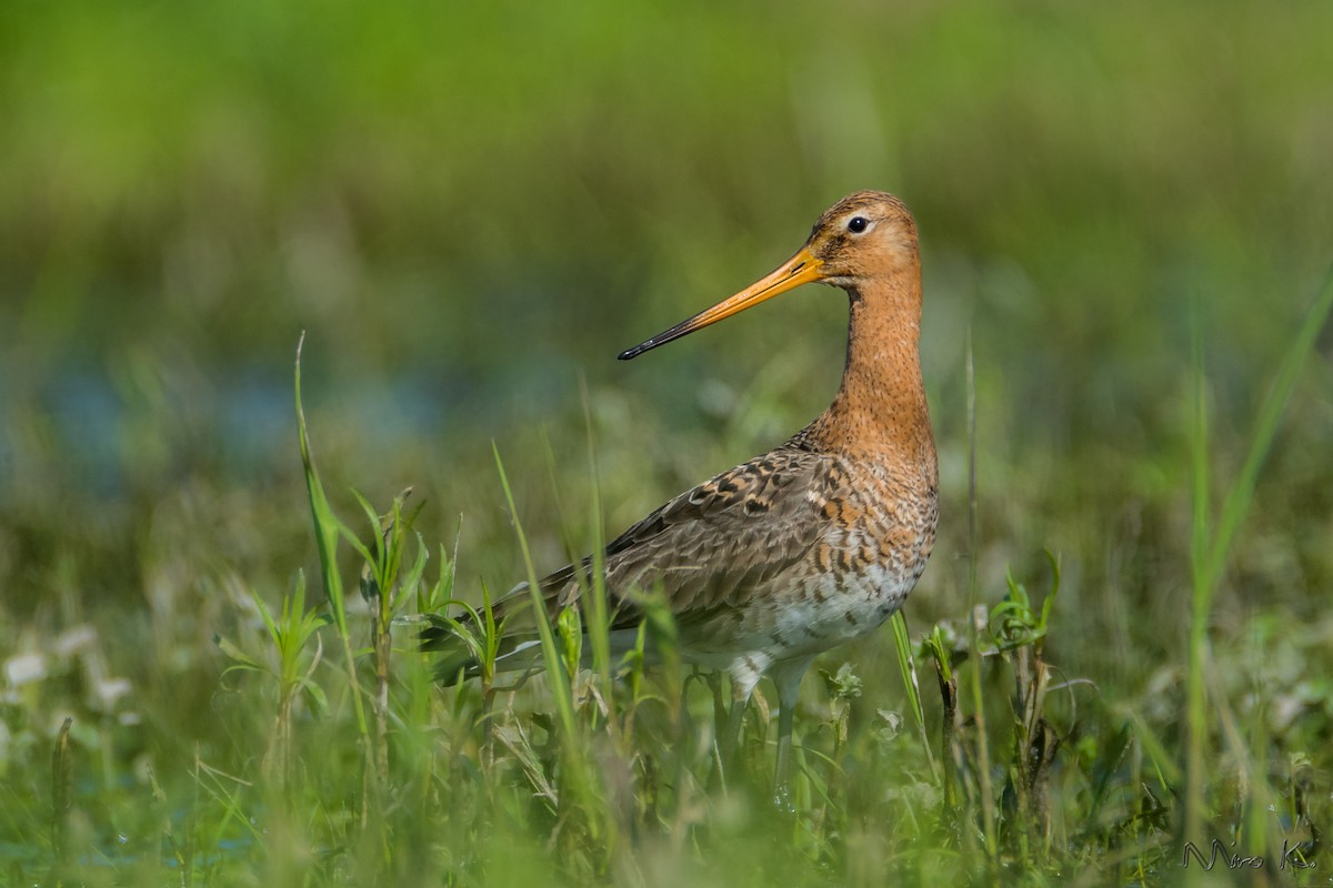 Black-tailed Godwit - Mirosław Król