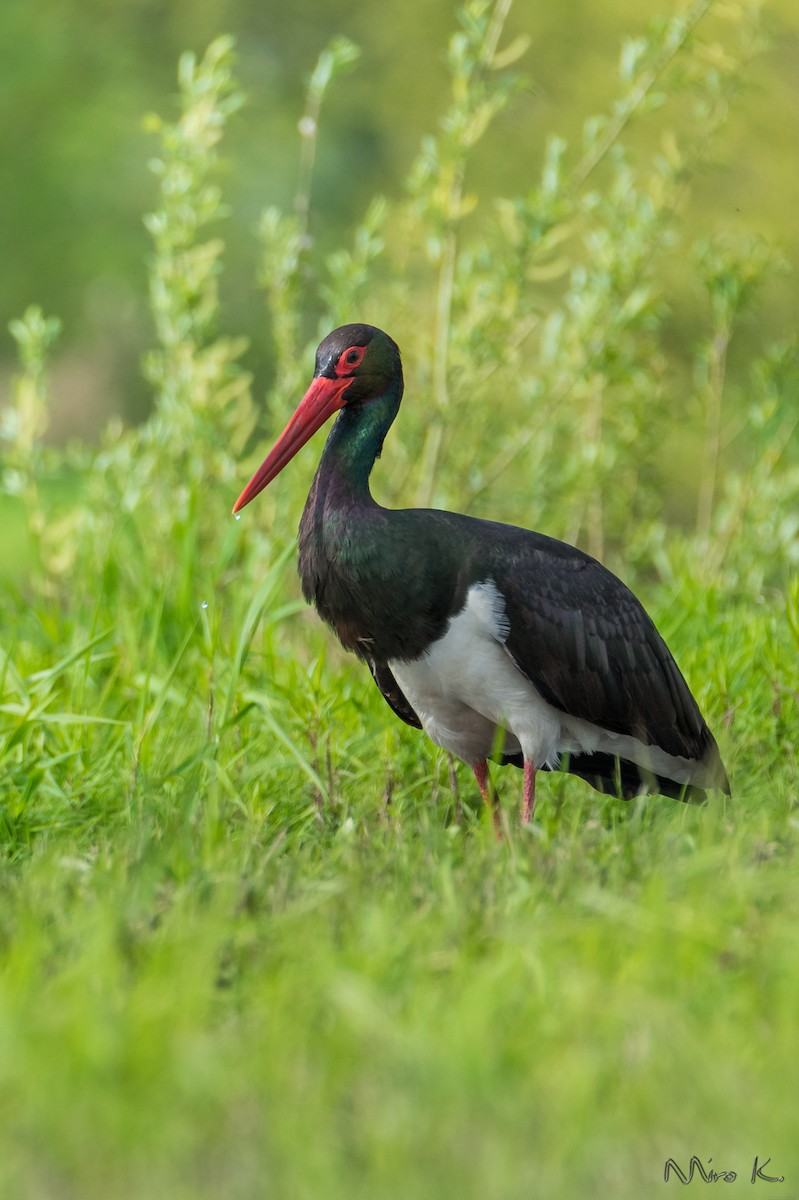 Black Stork - Mirosław Król