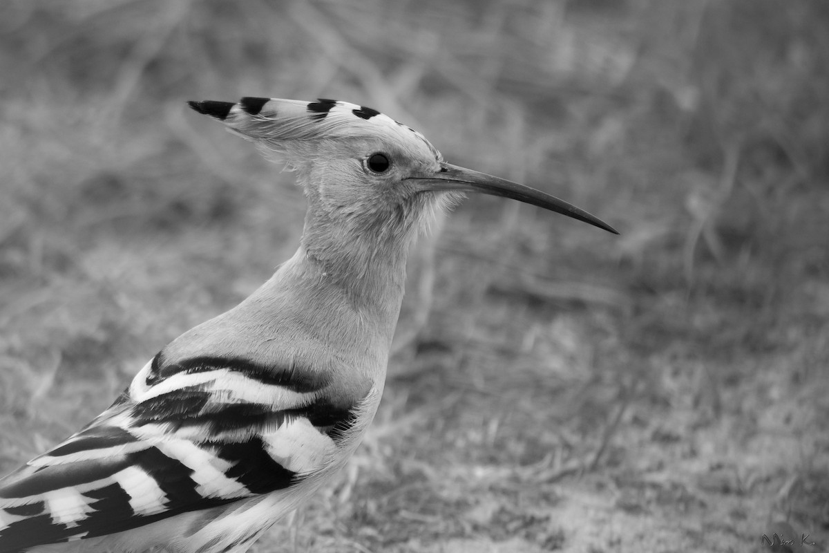 Eurasian Hoopoe - ML255628921