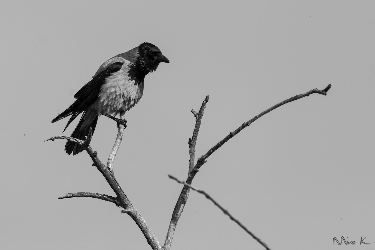 Hooded Crow - ML255628941