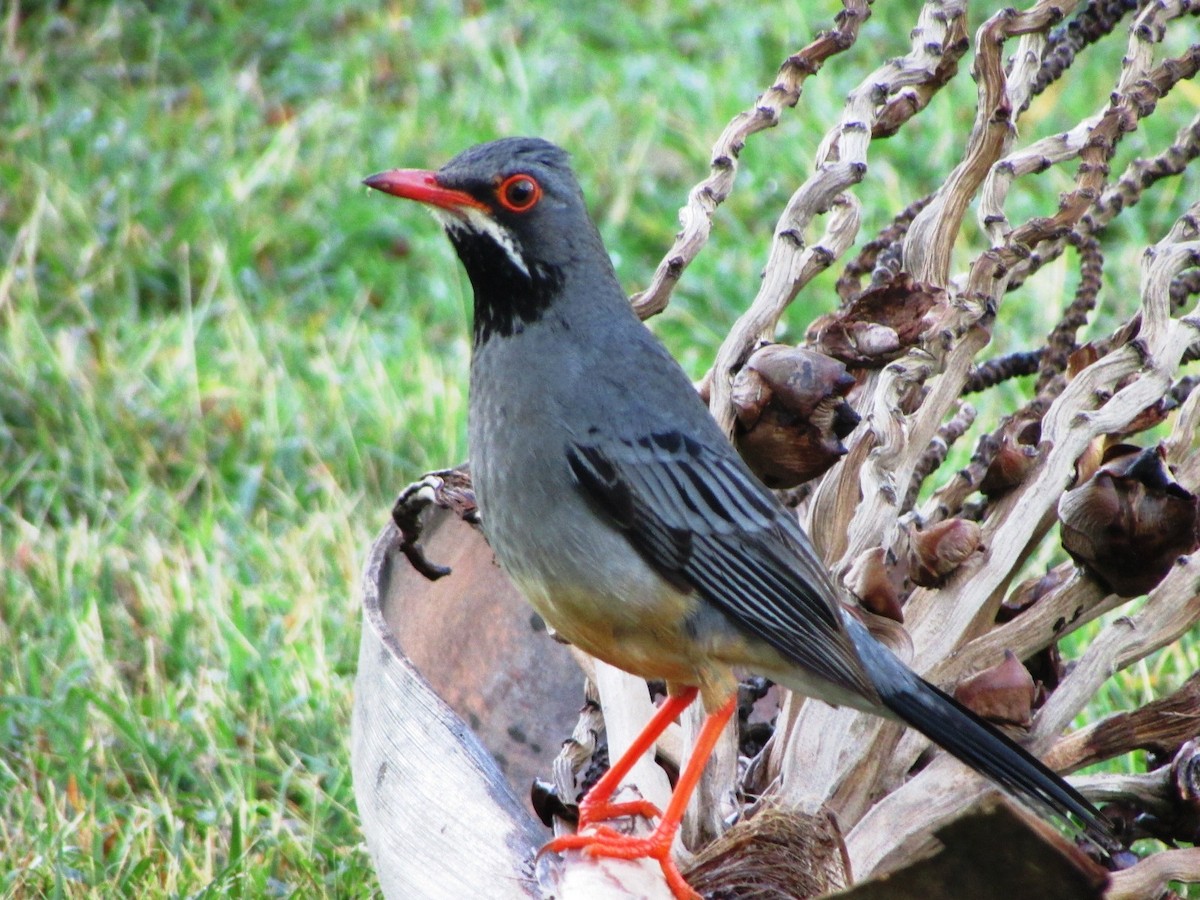 Red-legged Thrush - ML255629011