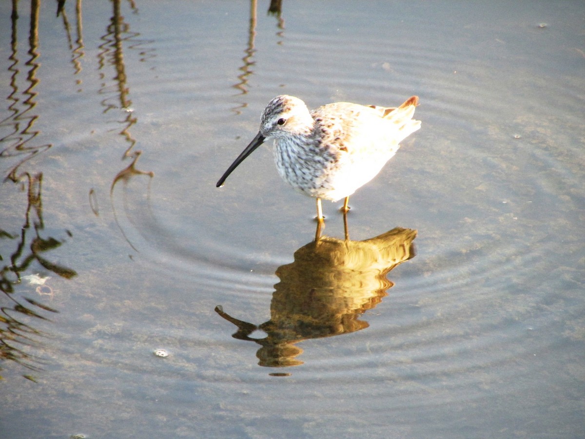 Bindenstrandläufer - ML255629121