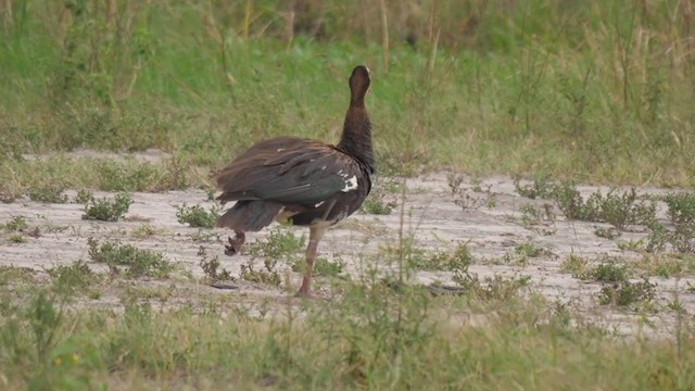 Сорокопуд чорнолобий - ML255629231