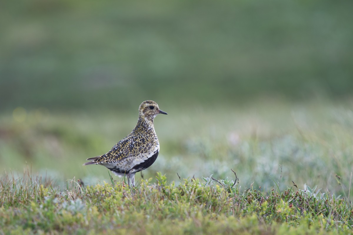 European Golden-Plover - ML255629501