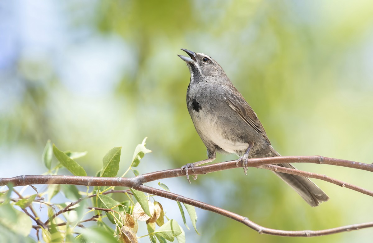 Five-striped Sparrow - ML255629791