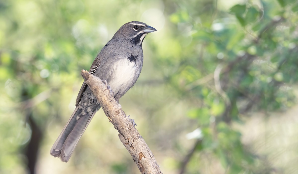 Five-striped Sparrow - Marky Mutchler