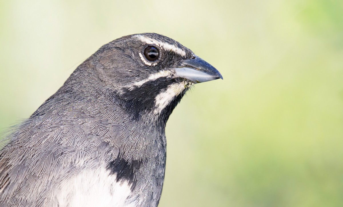 Five-striped Sparrow - Marky Mutchler