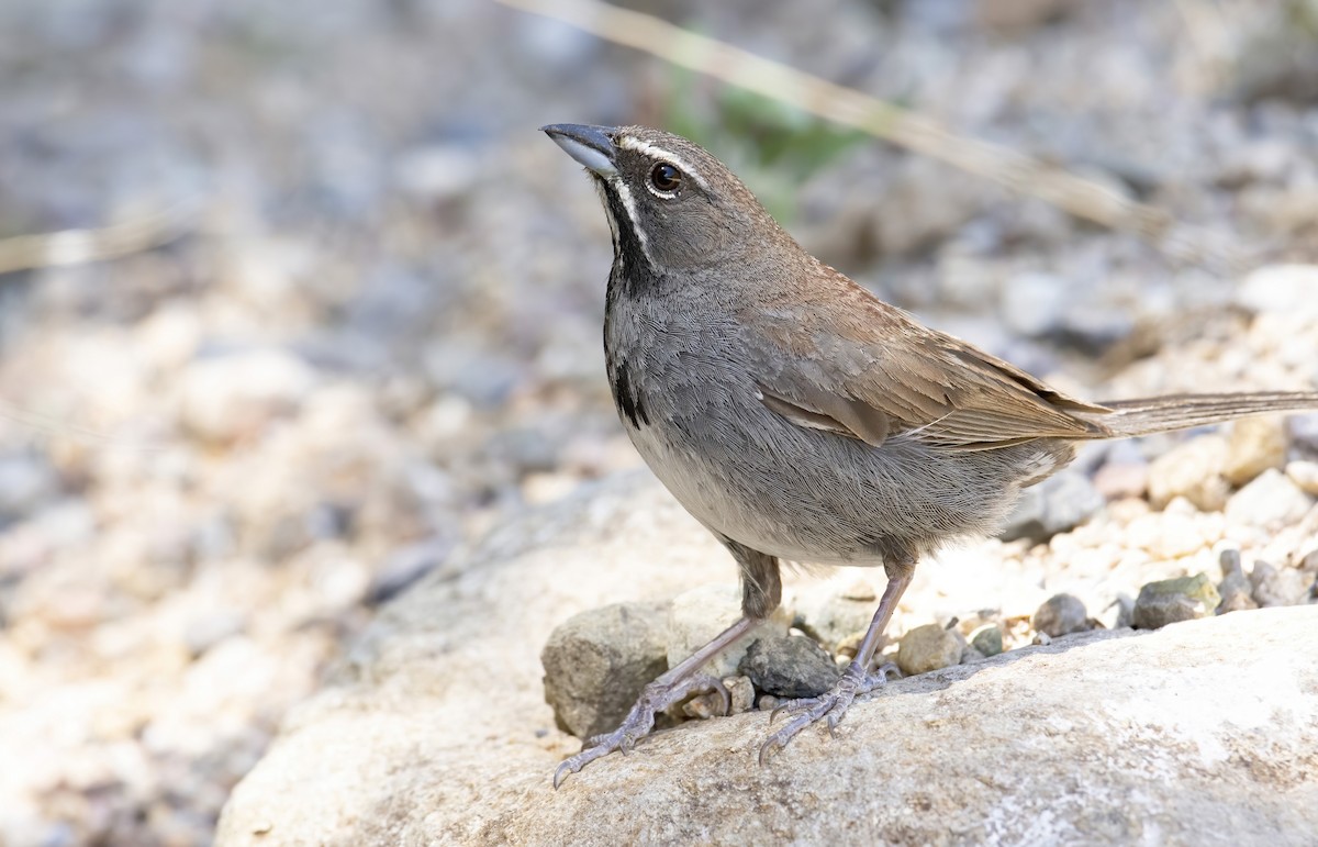 Five-striped Sparrow - ML255629961