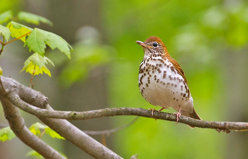 Wood Thrush - ML255631791