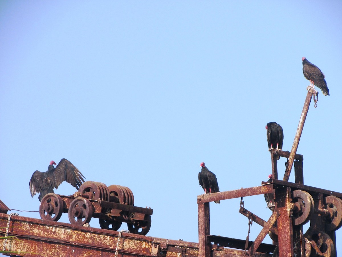 Turkey Vulture - George Watola