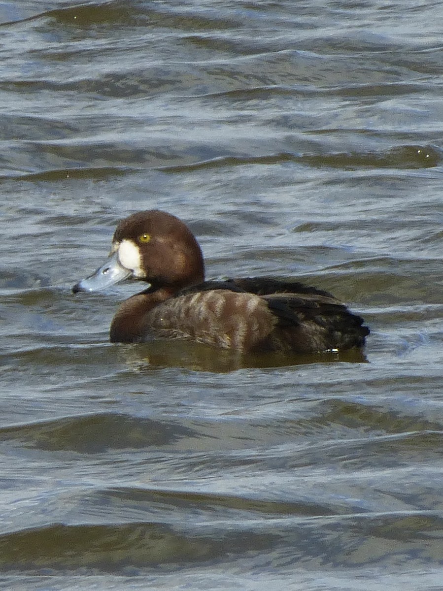 Greater Scaup - Clive S. & Sheila M. Williamson