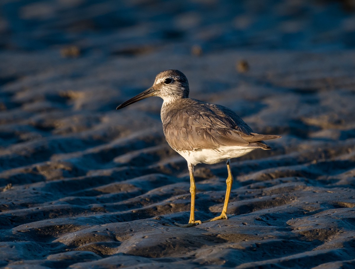 Gray-tailed Tattler - ML255633481